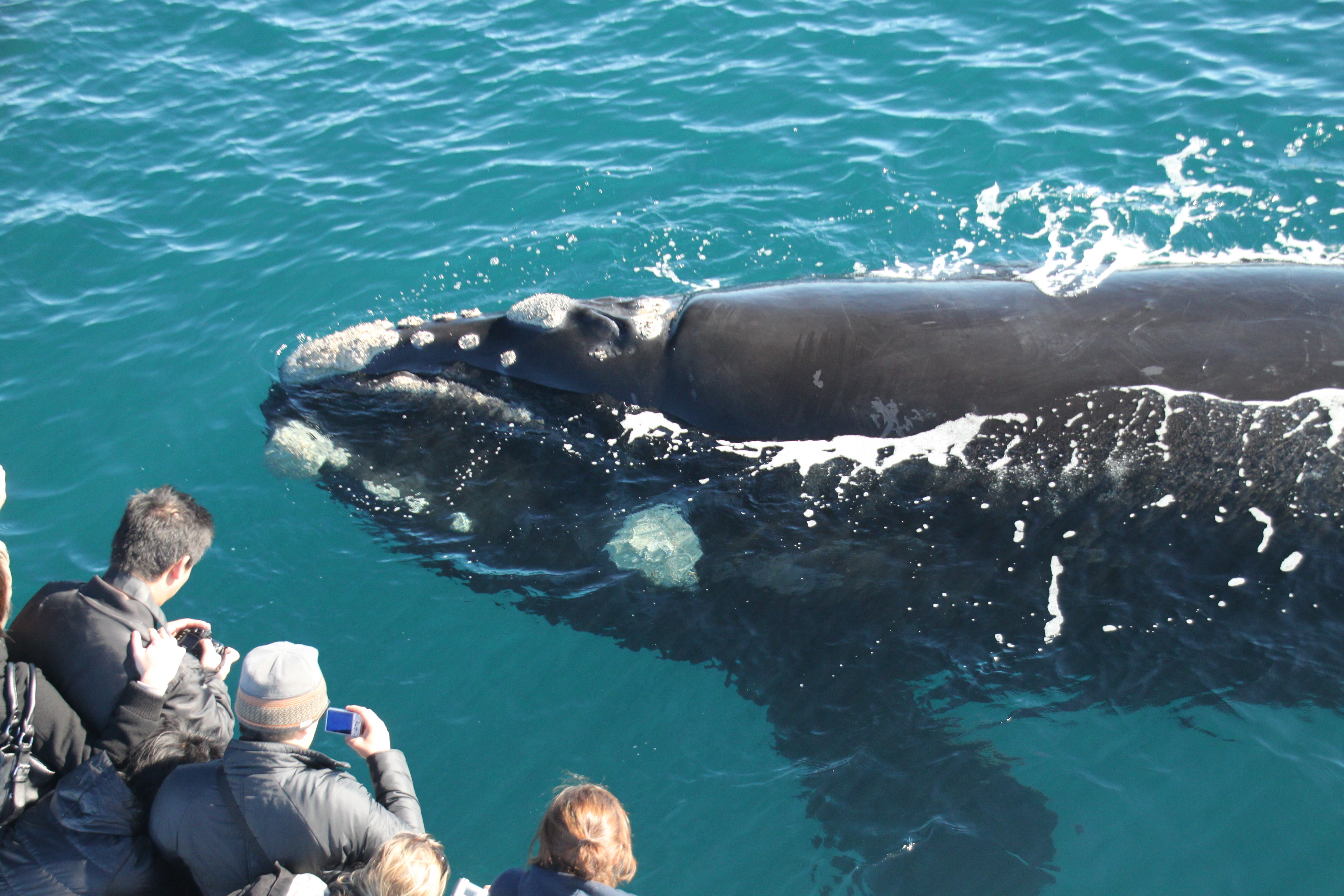 Southern Right Whale