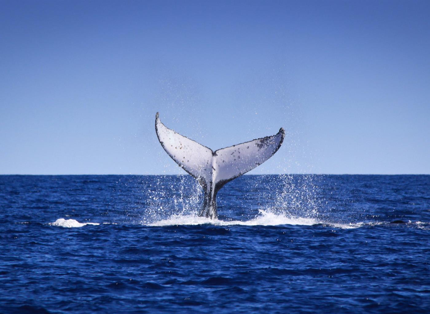Whale Watching Busselton