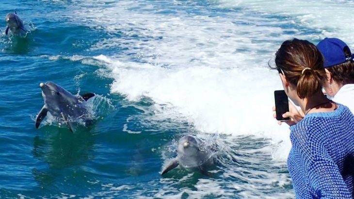 Penguin Island Adventure Cruise