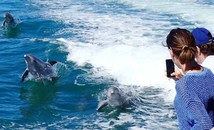 dolphin tours western australia