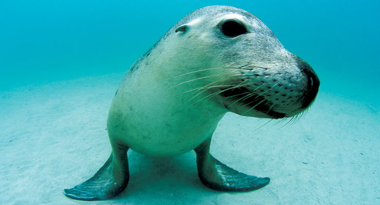 Australian Sea Lion, Western Australia