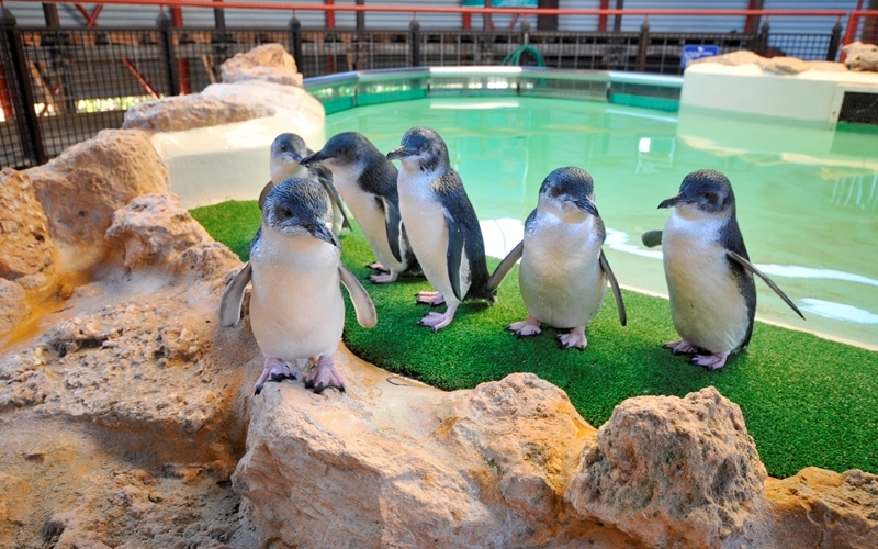 Dolphin, Penguin, Sea Lion Adventure Cruise, Rockingham, WA