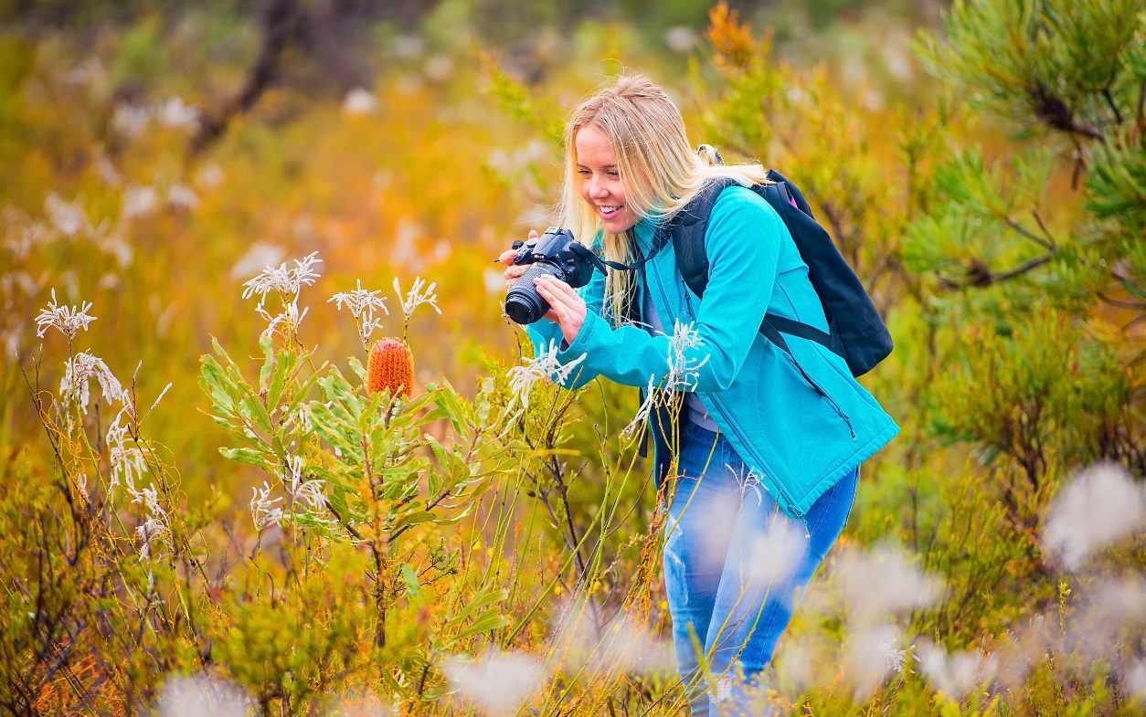 Wildflowers, Indian Ocean Drive, Western Australia