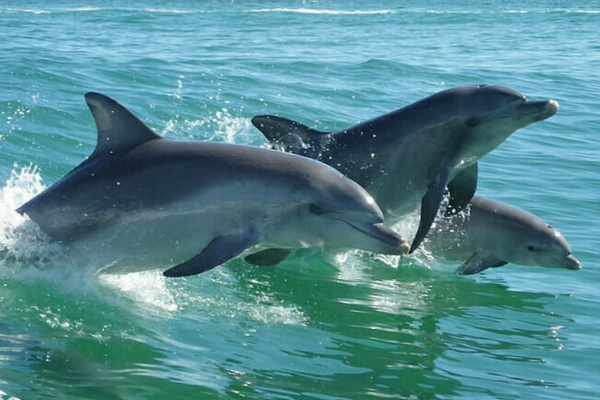 Rockingham Wild Encounters Swim with Wild Dolphins