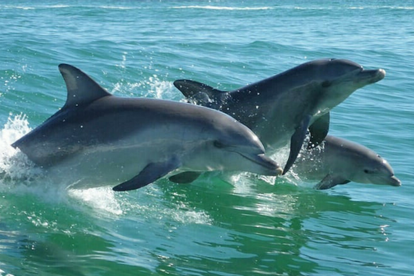 Swim with Wild Dolphins, Rockingham WA