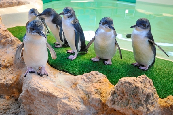 Penguin Island & Sea Lion Cruise