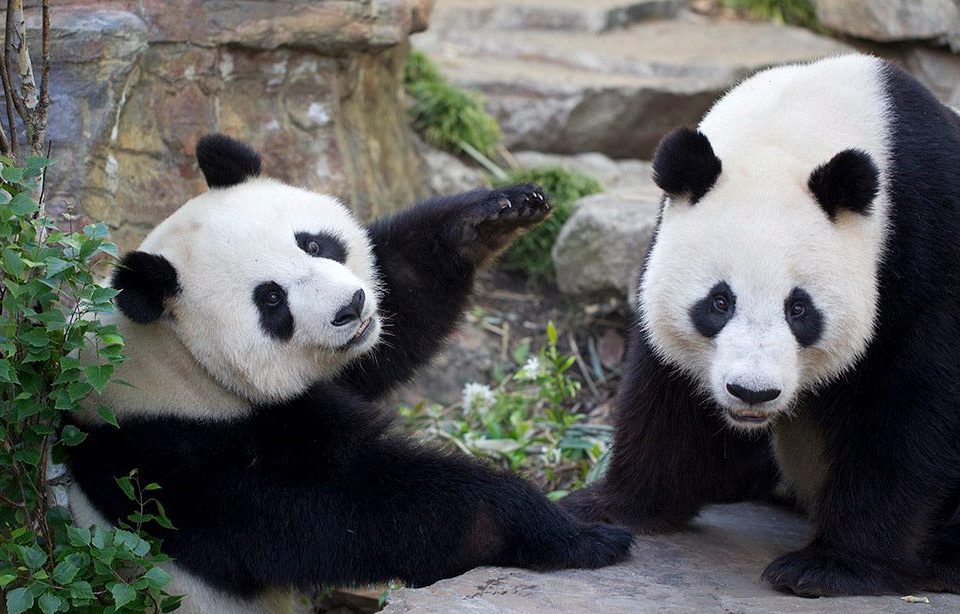Wang-Wang-and-Fu-Ni-Giant-Pandas-at-Adelaide-Zoo-Photo-credit-Zoos-SA-960x614