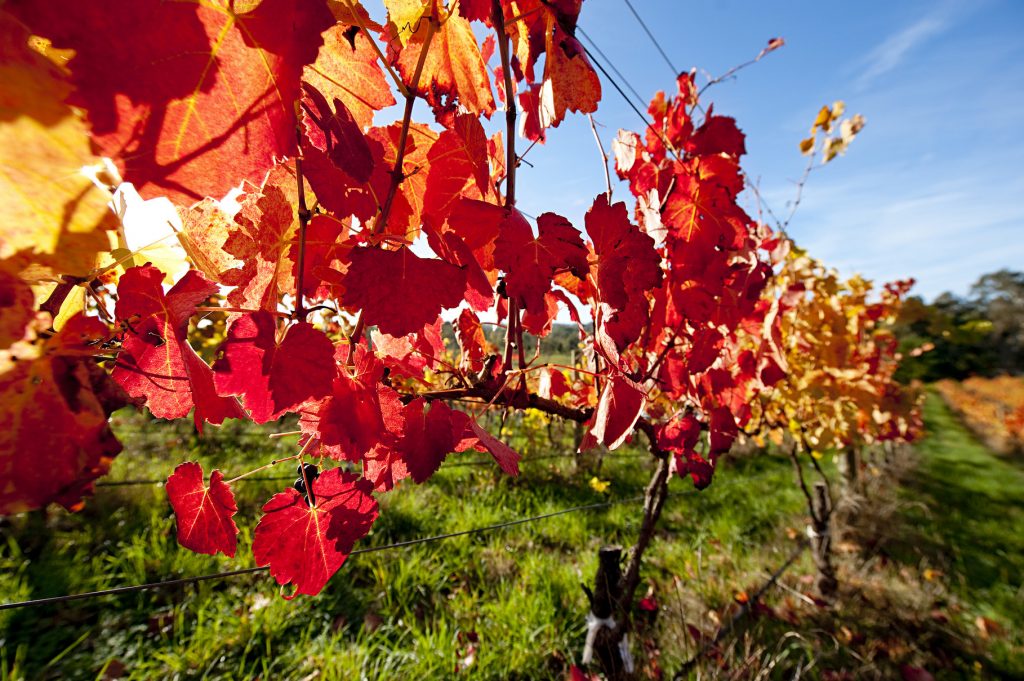 Hahndorf Hill Winery