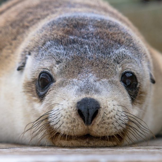 Seal Island Tour