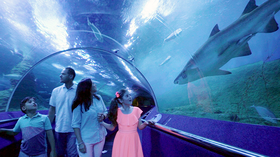 AQWA Perth Aquarium Perth tours experiences
