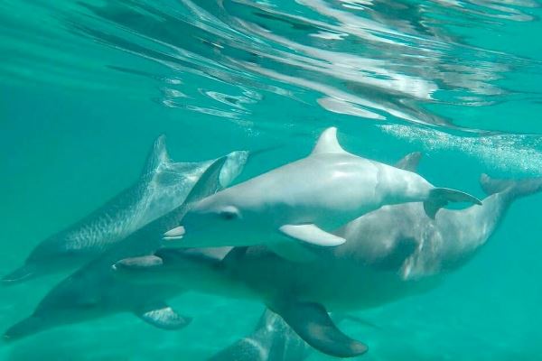 Swim with wild dolphins, Rockingham