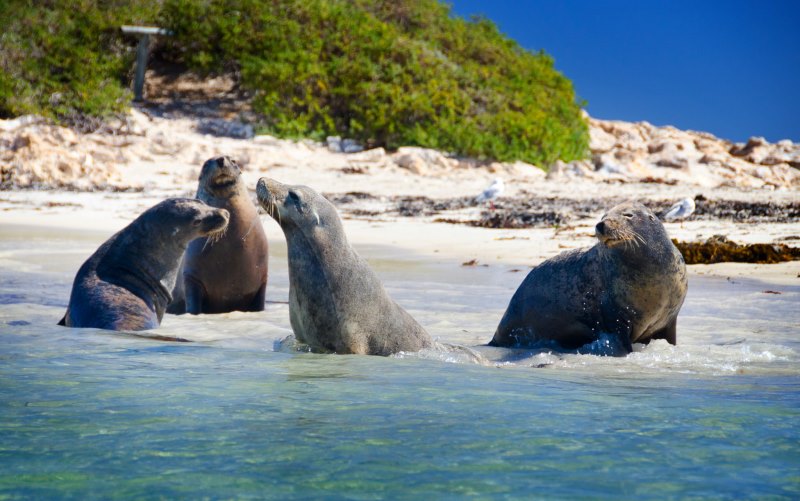 Penguin and Sea Lion Cruise, Perth