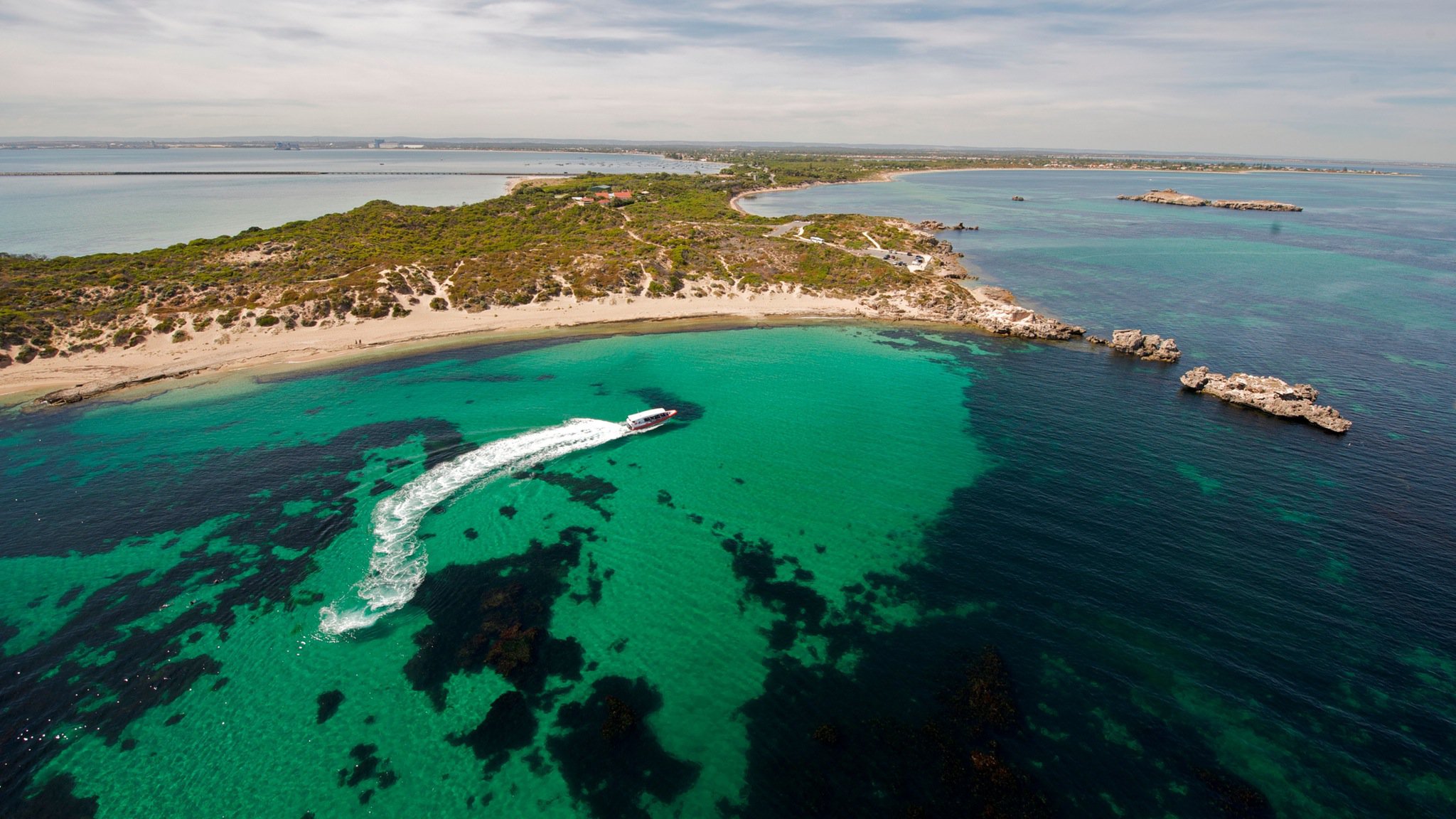 Penguin Island Perth Western Australia | Book a tour