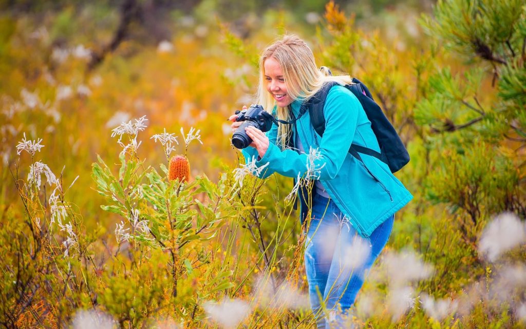 banksia-smokebush-wildflower-in-lesueur-national-park