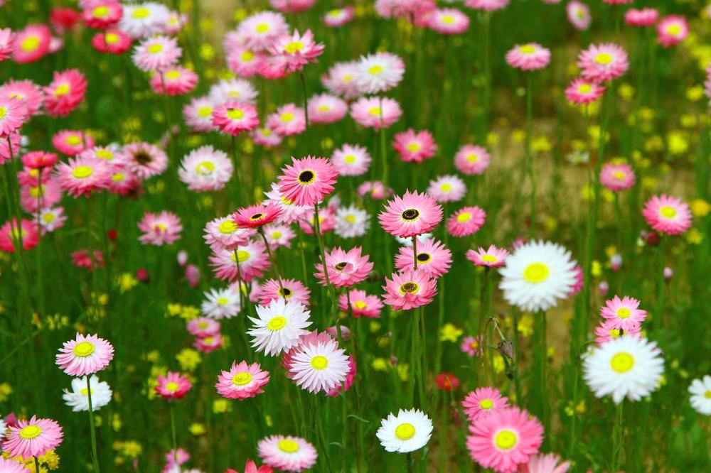 Wildflower season in Western Australia