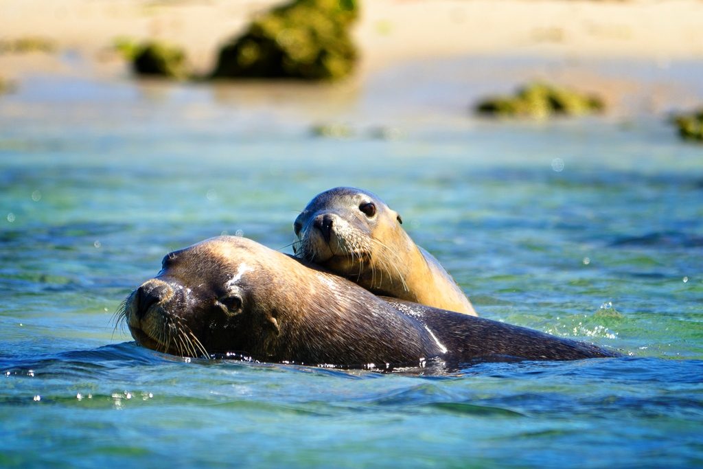 Penguin & Sea Lion Cruise