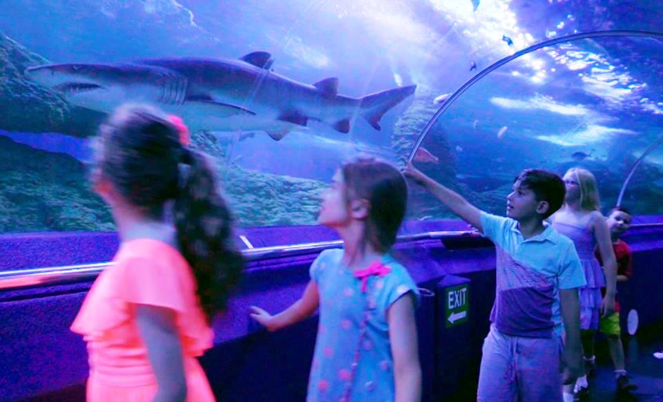 AQWA Aquarium of WA