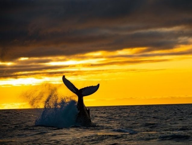 Ningaloo Sunset Whale Watch Crui