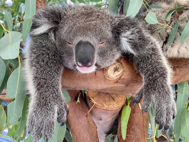 Meet the koalas at Caversham Wildlife Park, Perth