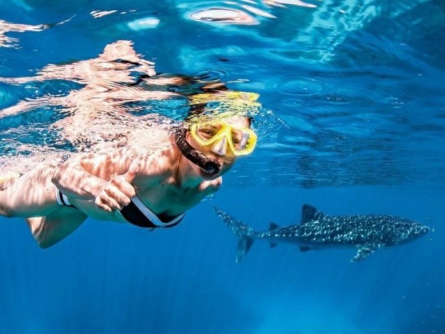Ningaloo Reef, swim with the whale sharks