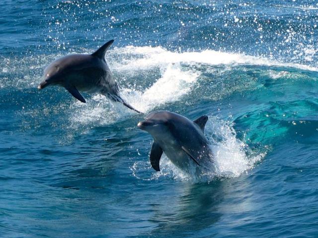 Wild Dolphin Swim Perth