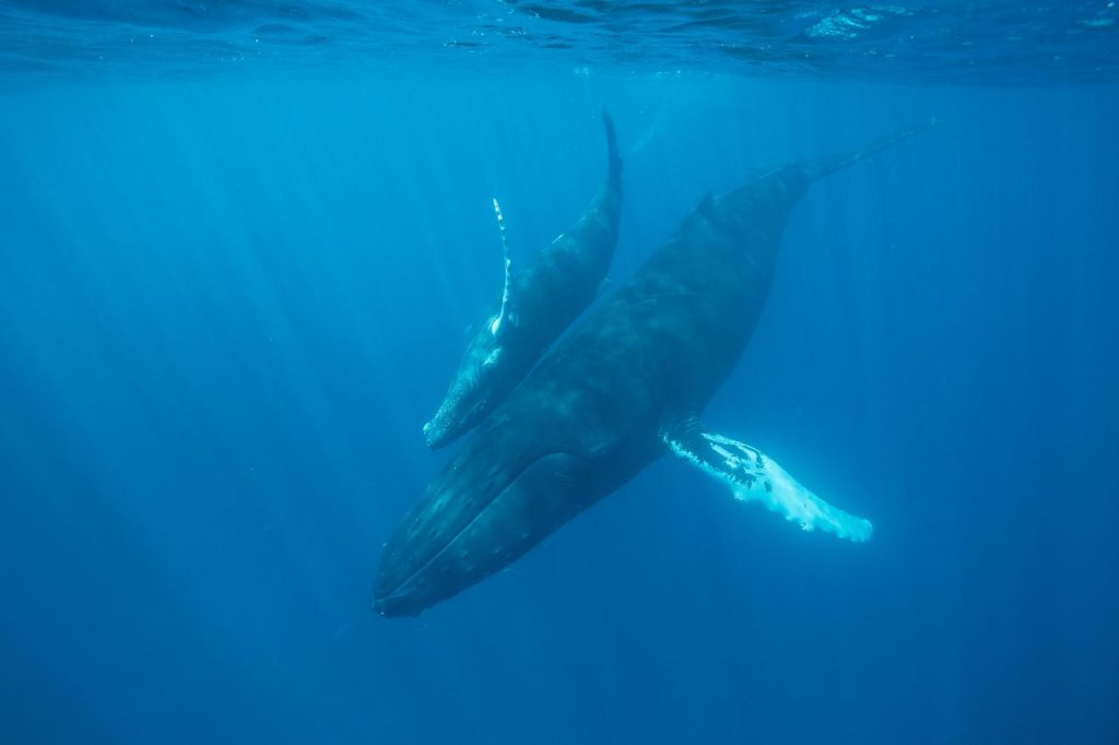 Ningaloo Humpback Whale Swim & Watch Tour, Western Australia