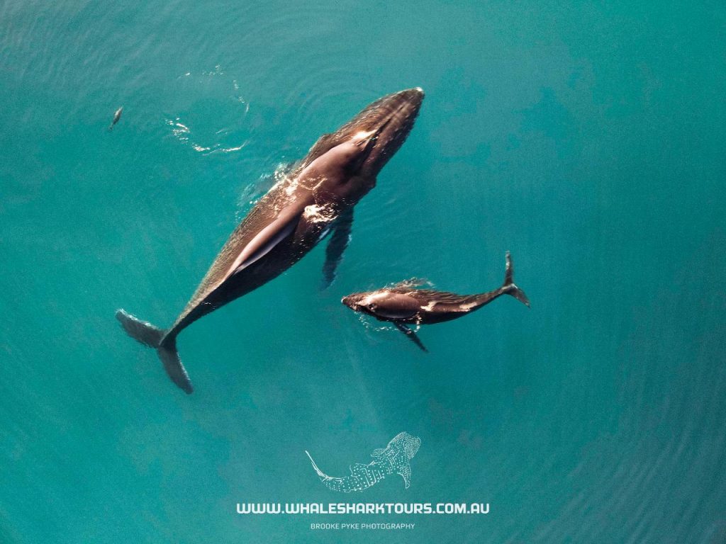 Ningaloo Whale Shark n Dive Sunset Cruise, Western Australia