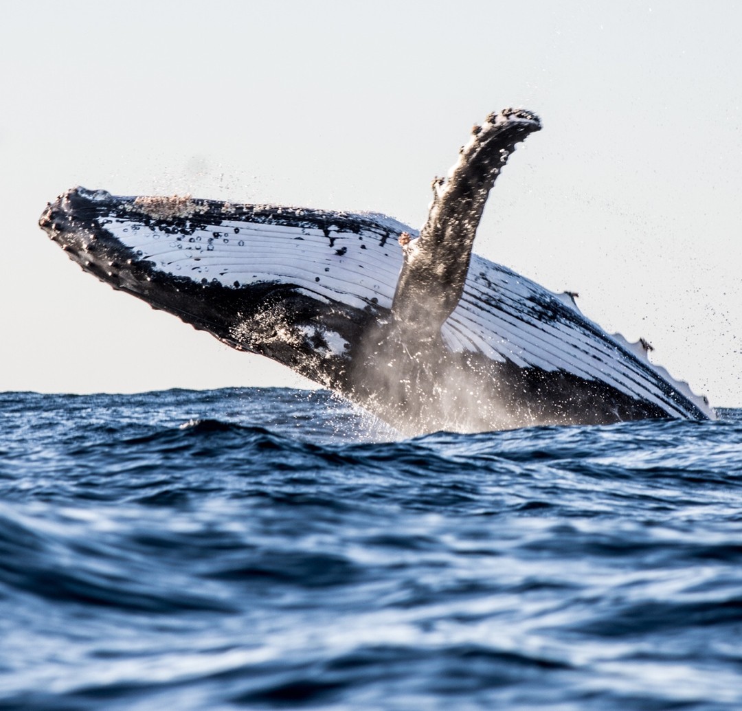 Whale Watching Western Australia