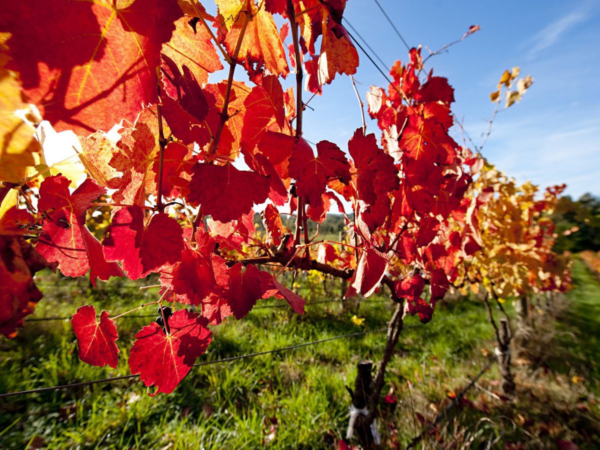 Hahndorf Hill Winery